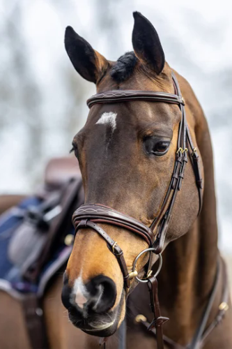 LeMieux Jump Bridle