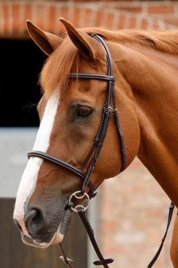 Premier Equine Mossimo Cavesson Bridle