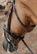 Premier Equine Stellazio Anatomic Snaffle Bridle with Flash - Sizing up to XF