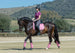 LeMieux Luxury Suede Dressage Square - 18 Colour options available Pony/Hack!!