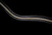 Fairfax Snaffle Bridle with Flash Noseband