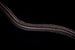 Fairfax Snaffle Bridle with Flash Noseband