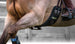 Prolite Dressage Girth