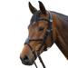Fairfax Snaffle Bridle with Grackle Noseband