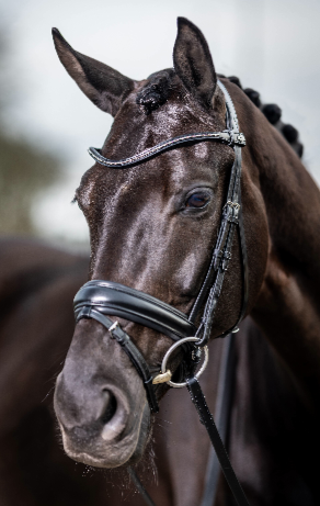 LeMieux Dressage Bridle - NEW