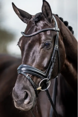 LeMieux Kudos Classic Dressage Bridle - NEW
