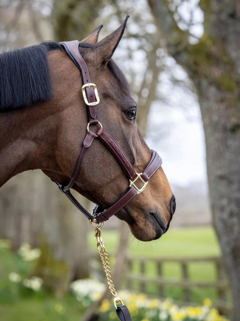 Le Mieux Stitched Leather Headcollar